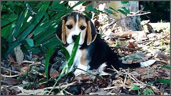 Spencer as a puppy
