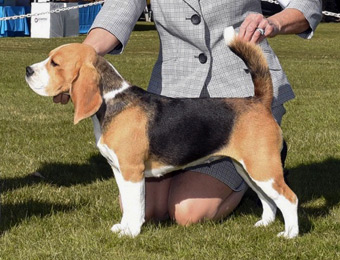 15" GCH Danter's Hit Girl!  "Chloe Grace"