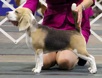 13" GCH Danter's Royal Trouble In Blue