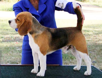 15" GCH OLIVER TWIST  "OLIVER"
